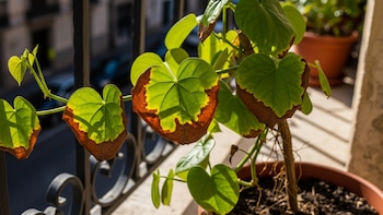 Cómo evitar que se quemen las plantas: las claves para evitar que las hojas se sequen en verano