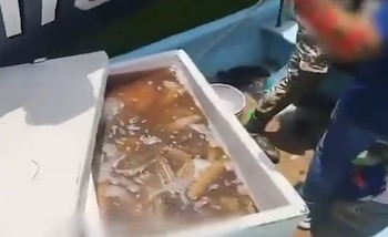 La inspección reveló un cargamento que combinaba especies en veda, artes de pesca prohibidas y presunta droga. Además de los 250 kg de pepino de mar, los elementos navales hallaron tres kilogramos de pulpo en veda y tres kilogramos de boquinete.
Créditos: Captura de pantalla de redes