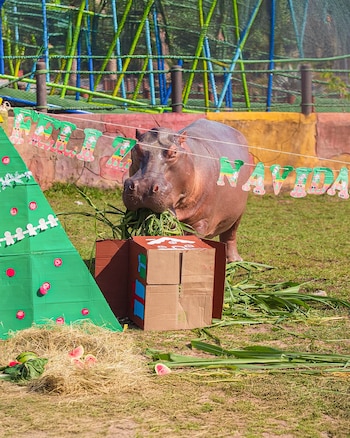 El programa de Ambientales Navideños