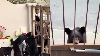 El insólito episodio fue captado