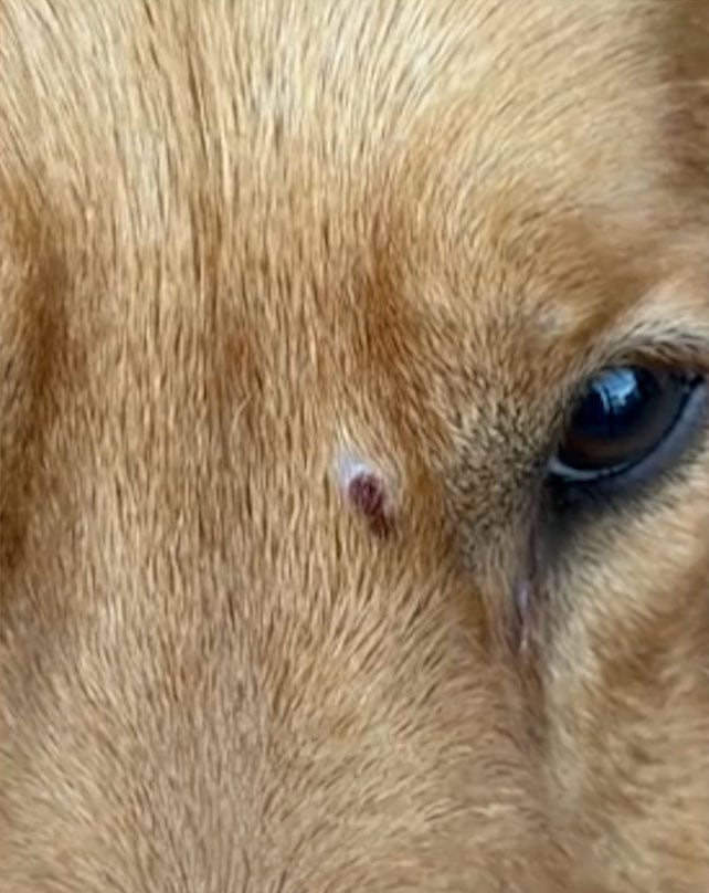 El proyectil fue extraído en la Facultad de Agronomía, donde Roco recibe atención veterinaria habitual