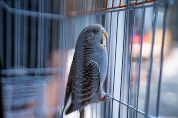 Chivo Pets también atiende mascotas no convencionales como conejos, tortugas, hámsteres, iguanas y aves con veterinarios especializados./ (Chivo Pets)