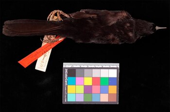 Boyerito (Icterus pyrrhopterus) obtenido en