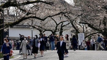 Los cerezos florecen cada vez