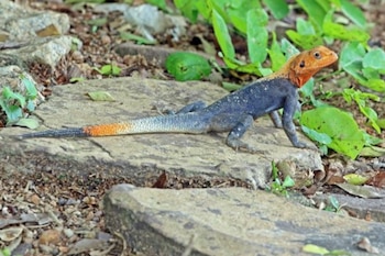 Lagarto agama de roca de Peter de cabeza naranja, cuerpo azul y cola con punta naranja sobre rocas, tierra y vegetación verde