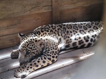 Expertos advierten que mantener animales salvajes como mascotas representa riesgos ecológicos y de seguridad. (FOTO: La Prensa)