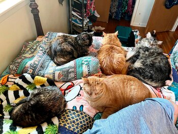 Gremlin ahora forma parte de