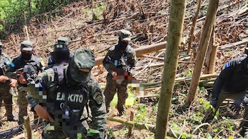 Las Fuerzas Armadas de Honduras erradican plantación ilegal de coca en Olancho