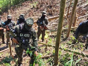 Las fuerzas armadas de Honduras localizaron y aseguraron una plantación de 4,500 plantas de hoja de coca en el Parque Nacional Patuca, Olancho./(Secretaría de Estado de Defensa Nacional)