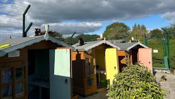 Así es la residencia para gatos jubilados donde viven felices hasta el final: de chalets a una zona común