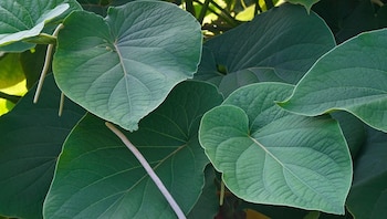 La hoja santa pertenece a