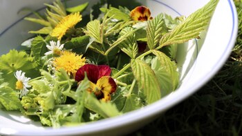 Hierbas y plantas silvestres aportan