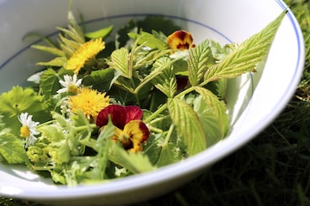 ILUSTRACIÓN - Las hierbas silvestres