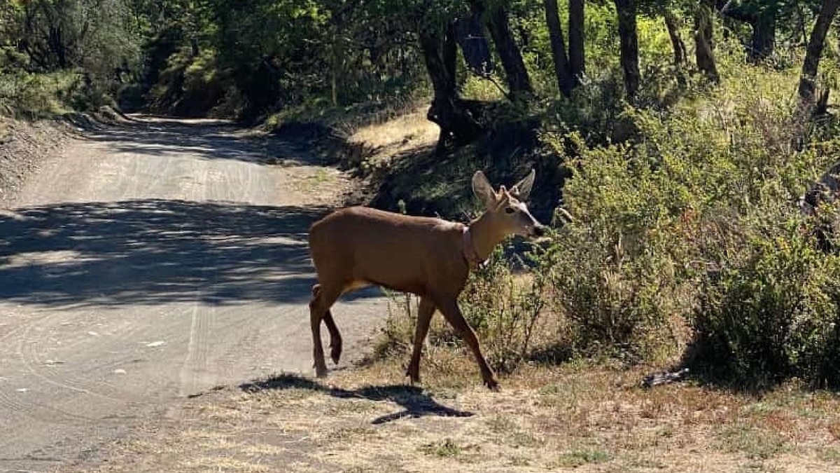 Impresionante hallazgo en Neuquén: tras casi 30 años, apareció un huemul en el Parque Nacional Lanín