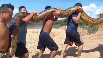 Loreto: sacrifican anaconda de cinco