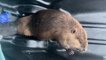 Un castor gigante se cuela