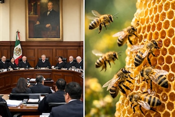Panel izquierdo muestra al Pleno de la SCJN de México en sesión con magistrados y público; panel derecho muestra abejas sobre un panal.