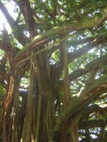 El símbolo natural de San Marcos atrae turismo y fomenta la protección ambiental - crédito captura de pantalla Corporación Guacarí