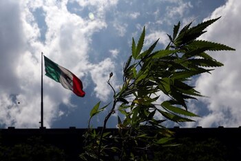 Durante la destrucción del plantío