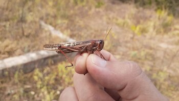 La manga de langostas que