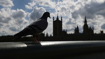 Los animales que no son