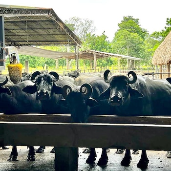 Búfalos colombianos con los que se produce una de las mejores burratas del planeta - crédito @lacteosplanetarica/Instagram