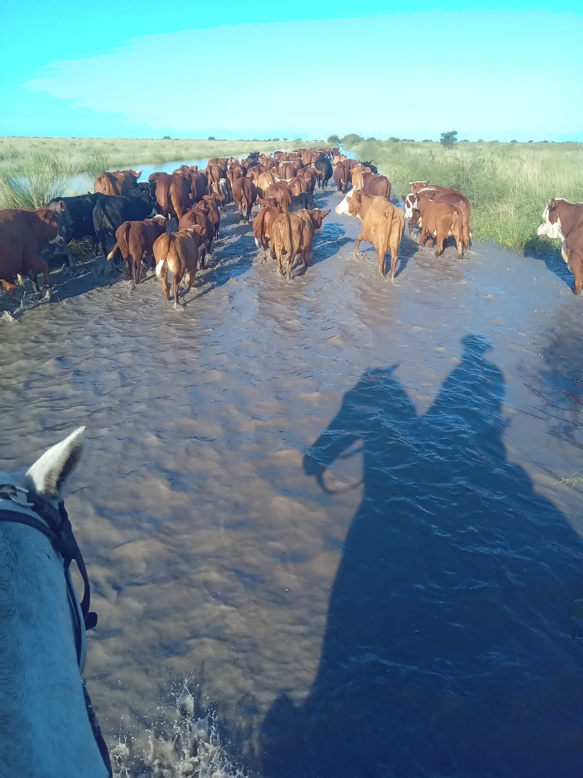 Las inundaciones en la provincia de Santa Fe comprometen el ganado (Sociedad Rural de Vera)