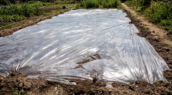 Terreno de tierra arada cubierto por una lámina de plástico transparente y brillante, rodeado de vegetación baja