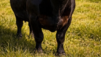 Ganadería argentina: un año bisagra: