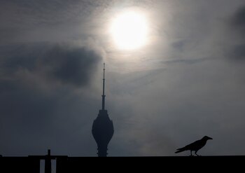 La capacidad de volar largas distancias, un cuerpo grande y la inteligencia para resolver problemas y obtener recursos en nuevos ambientes han sido una combinación perfecta para que estas aves se propaguen (REUTERS)