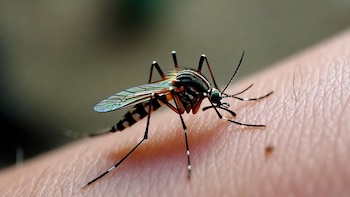 Brote de chikungunya en Jujuy: