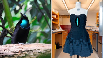 Desarrollaron la tela más negra