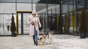 Las mascotas deben de comportarse