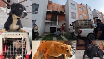 Tras cateo, autoridades rescataron a 20 perros y gatos víctimas de maltrato en Jalisco
