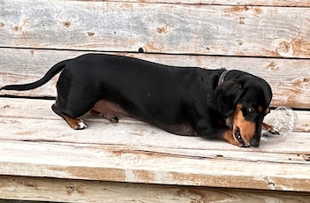 Jerry, el perro salchicha