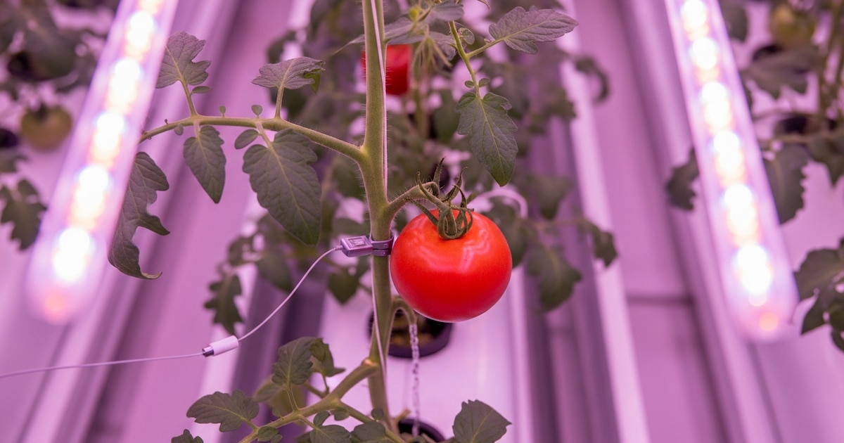 Agrifoodtech: revolución tecnológica en producción y consumo de alimentos
