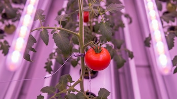 Agrifoodtech: la revolución tecnológica que