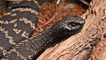 La evolución de la capacidad