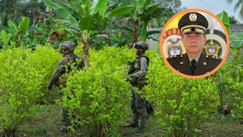 Los cultivos ilícitos descendieron 56,9%