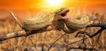 La víbora arbórea africana, Atheris