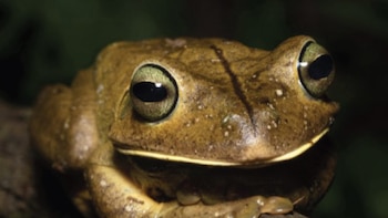 Encuentran 38 especies en la selva de Misiones y alertan por el impacto de los pastizales exóticos