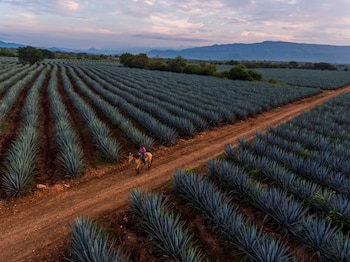 Las raíces de Tequila se