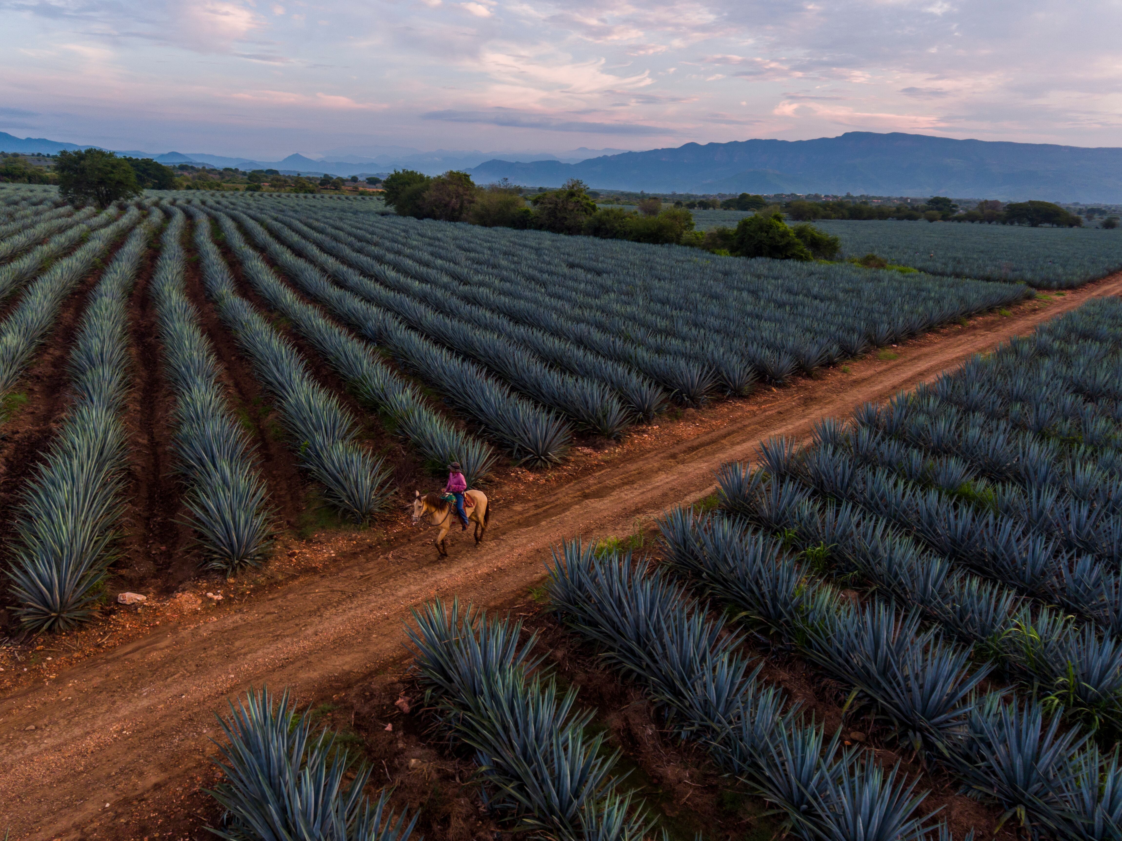 Las raíces de Tequila se remontan a asentamientos indígenas como chichimecas, otomíes, toltecas y nahuatlacas, reflejando un pasado milenario. (Wikimedia Commons)