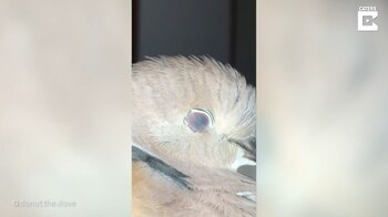 18/02/2021 Así es de cerca