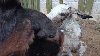 Burrolandia celebra el nacimiento de