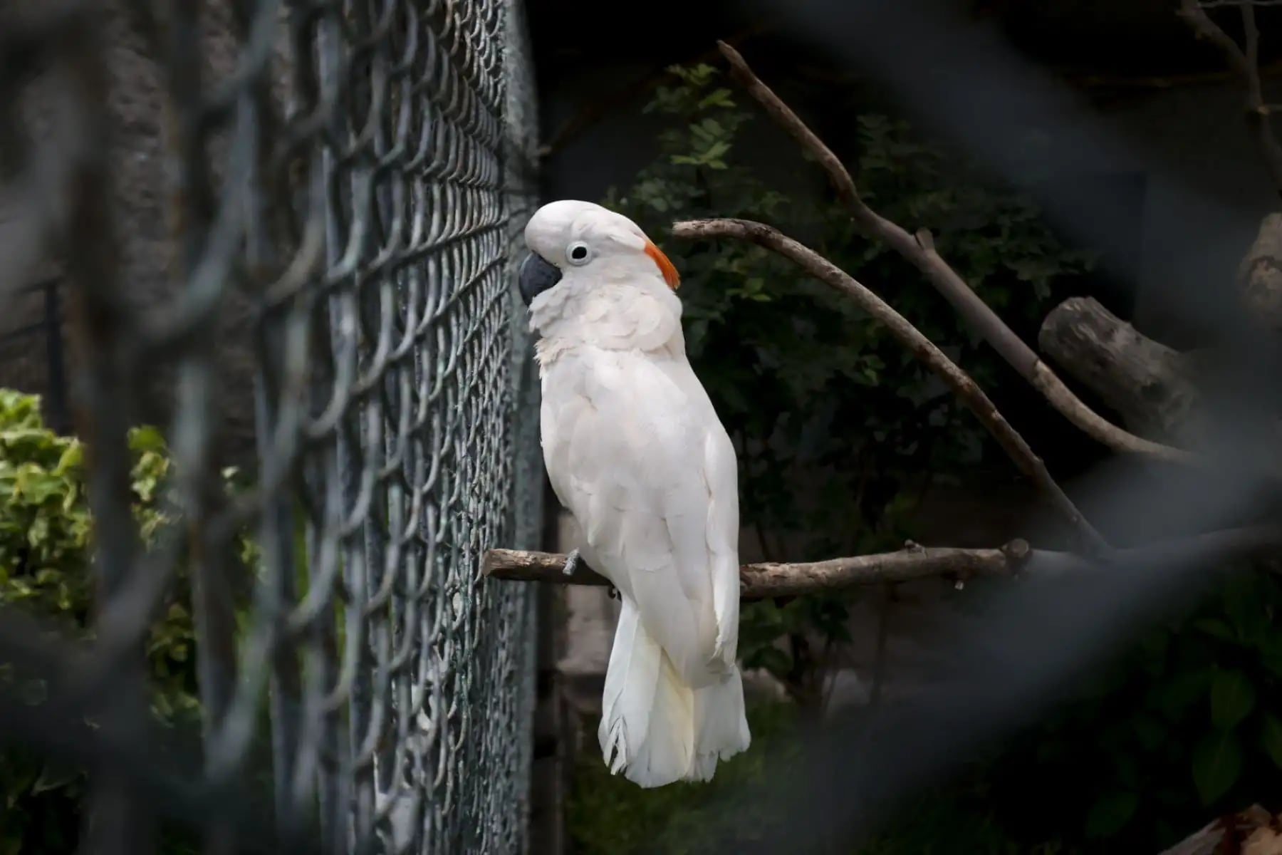 Los galahs del experimento podían salir de sus recintos sin recompensas ni castigos, una modalidad que permitió medir una elección voluntaria de vuelo (Andina)