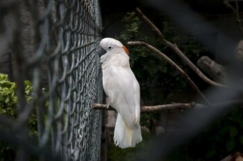 El zoológico limeño también alberga