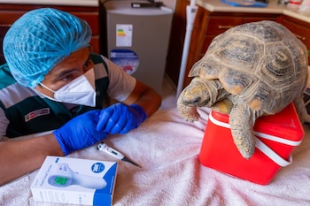 Primer plano de una tortuga motelo adulta sobre un enfriador rojo; detrás, un trabajador con guantes azules y mascarilla blanca. Un termómetro digital y una caja de termómetro están en la mesa