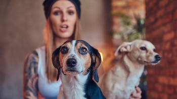 Un educador canino explica la mejor forma de que dos perros con personalidades distintas convivan: la clave está en la confianza