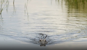 Cabeza y lomo de un caimán emergiendo de la superficie del agua. Ondas se extienden desde el animal. Plantas acuáticas en el margen